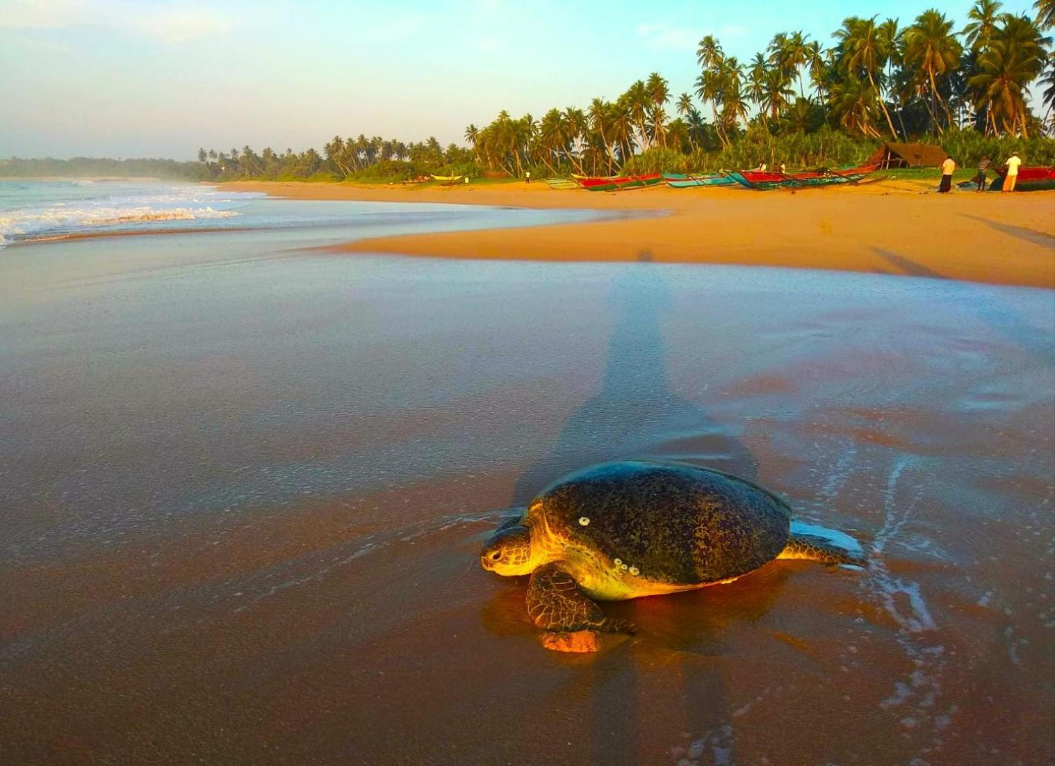 Sleeping Elephant Beach Resort Tangalle Exterior photo